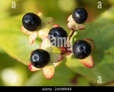 Reife Beeren der immerwährenden Tutsan Strauch (Hypericum androsaemum) im Dezember. Tipperary, Irland Stockfoto