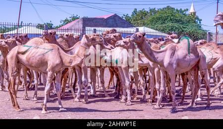 Kamele auf Verkauf in Hargeisa, Somaliland Stockfoto