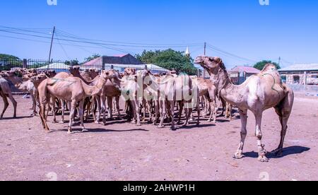 Kamelmarkt in Hargeisa Stockfoto