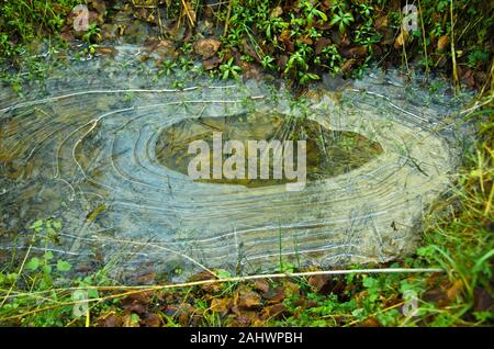 Gefrorenes Wasser in einer Pfütze im kalten Winter. Schöne Formen von gefrorenen Blasen Stockfoto