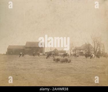 Antike c 1890 Foto, Tiere auf der Farm in New Jersey, USA. Quelle: original Foto Stockfoto