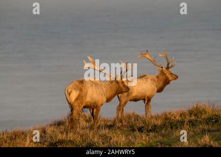 Tule Elche in Point Reyes National Seashore Stockfoto