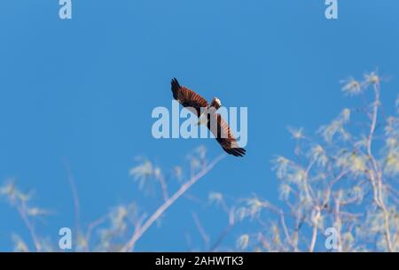 Flying Brahminy Kite (Haliastur indus) Stockfoto