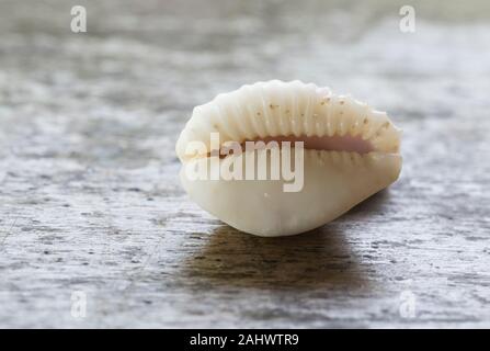 Geld Cowrie (Cypraea annulus) Stockfoto