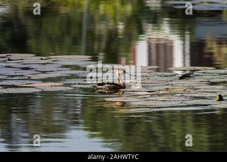 Wandering Pfeifen Ente (Dendrocygna arcusta) auf einem Teich Stockfoto