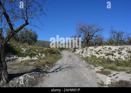 Ländliche Straße auf einem terrassierten Hang mit Wildblumen, Oliven- und Mandelbäumen im Winter, Gorga, Provinz Alicante, Spanien Stockfoto