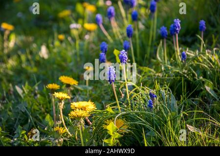 Blumenwiese im Frühjahr mit verschiedenen Blumen Stockfoto