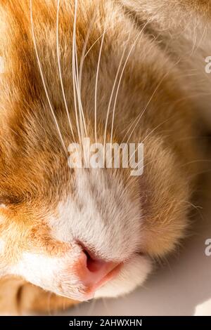 Schließen Sie herauf Bild einer schlafenden Jungen orange tabby/Ginger cat/Kätzchen. Stockfoto