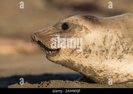 Weibliche elephant Seal Point Reyes, Kalifornien Stockfoto