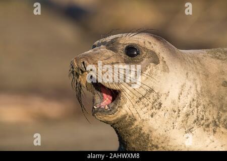 Weibliche elephant Seal Point Reyes, Kalifornien Stockfoto