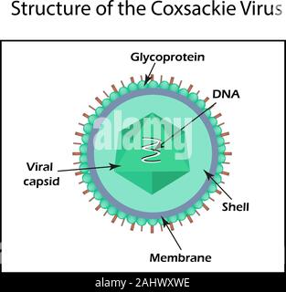 Die Struktur der Coxsackie Virus. Enteroviren. Infografiken. Vector Illustration auf isolierte Hintergrund Stock Vektor