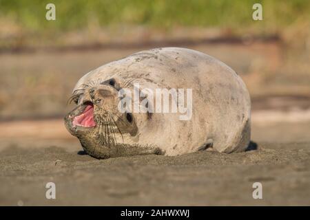 Weibliche elephant Seal Point Reyes, Kalifornien Stockfoto