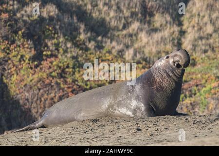 Bull Elephant Seal Point Reyes, Kalifornien Stockfoto