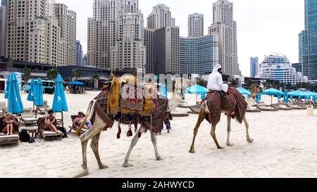 1001 Kamel am Strand in Dubai, Vereinigte Arabische Emirate. Stockfoto