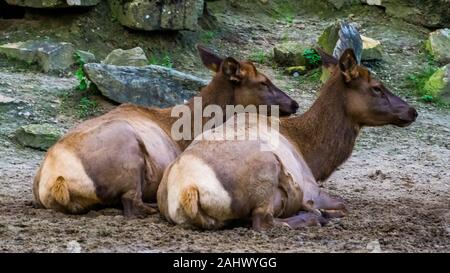 Weibliche wapiti Paar zusammen auf dem Boden sitzend, tropischen Rotwild specie aus Amerika Stockfoto