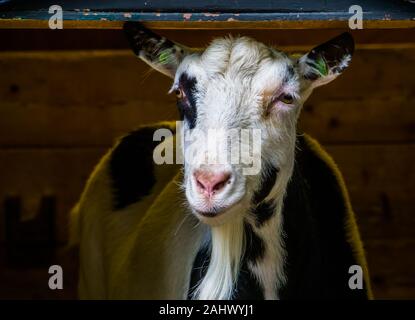 Closeup Portrait einer inländischen Ziege, Adorable farm animal, beliebte Haustier Stockfoto