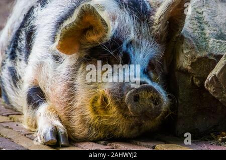 Nahaufnahme des Gesichtes von einem Hausschwein, beliebte Zoo- und Nutztieren Stockfoto