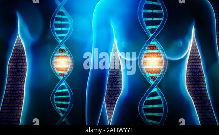 Menschliche DNA-Stränge der Doppelhelix und weiblichen und männlichen Körper 3D Rendering Illustration. Wissenschaft, Medizin, Physiologie, Genetik, Genom, Sequenzierung, biolog Stockfoto