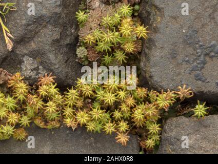 Gemeinsame Muskeltrainings oder Regenschirm Zahnwurzelentzündungen, Marchantia polymorpha, mit weiblichen archegoniophores wachsen zwischen den Pflastersteinen. Dorset. Stockfoto