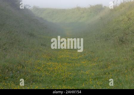 Blumige Kreide Grünland zwischen den Wällen Badbury Ringe, ein Bügeleisen Alter Hill Fort, Dorset. Stockfoto