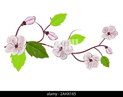 Chinesische pink Abbildung auf weißen Hintergrund. Cherry Blossom Zweig. Sakura vektor Blume. Realistische Abbildung. Cherry Tree Branch. Stock Vektor