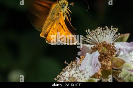 Große Skipper, Ochlodes sylvanus, Fütterung auf dornbusch Blume, Dorset. Stockfoto