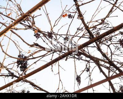 Sun - getrocknete Weintrauben in ländlichen Weinberg auf Winter am Nachmittag Stockfoto