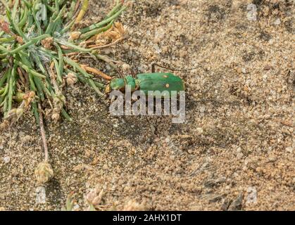 Green tiger Beetle, Cicindela campestris auf sandigen Heideflächen, Dorset. Stockfoto