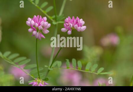 Krone vetch, Securigera Varia, in Blüte. Stockfoto