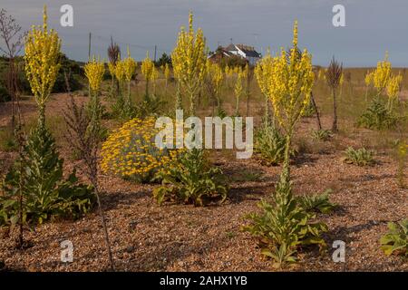 Ungarische Königskerze, Molène speciosum, aus Osteuropa, eingebürgerte, mit Baumwolle Lavendel, Santolina chamaecyparissus, auf Kies in Suffolk. Stockfoto