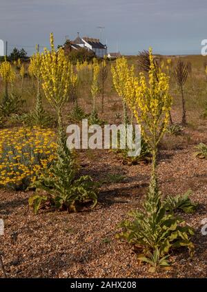 Ungarische Königskerze, Molène speciosum, aus Osteuropa, eingebürgerte, mit Baumwolle Lavendel, Santolina chamaecyparissus, auf Kies in Suffolk. Stockfoto