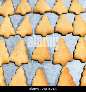 Essen Hintergrund - frisch gebackene Weihnachtsbaum-förmige Cookies auf Pergamentpapier auf Backblech Stockfoto