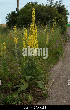 Große Königskerze, Molène thapsus, in der Blume am Straßenrand steht, Suffolk. Stockfoto