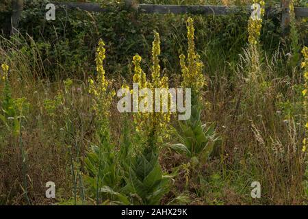 Große Königskerze, Molène thapsus, in der Blume am Straßenrand steht, Suffolk. Stockfoto