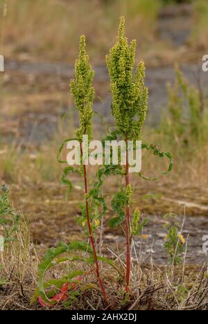 Gewellte Dock, Rumex crispus in Blüte und Frucht, auf Kies, Suffolk. Stockfoto