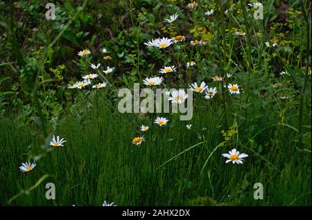 Frühling Gänseblümchen in das grüne Gras. Natur Bild. Wilden Gänseblümchen. Weiße Blumen auf der Wiese. Stockfoto