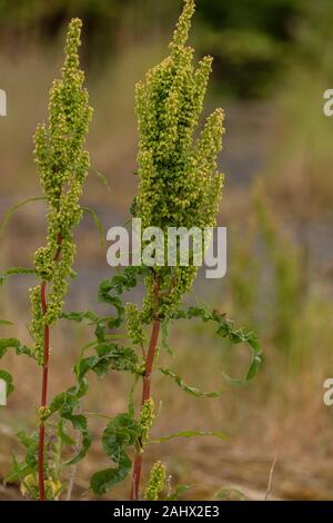 Gewellte Dock, Rumex crispus in Blüte und Frucht, auf Kies, Suffolk. Stockfoto