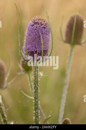 Wilde Karde ist Dipsacus fullonum, in der Blume in Küstengebieten, Grünland, Suffolk. Stockfoto