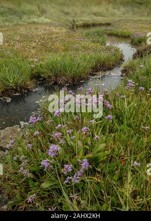 Gemeinsame Sea-Lavender, Limonium vulgare, in saltmarsh von Orford Ness, Suffolk. Stockfoto