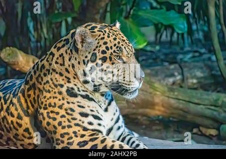 Porträt einer männlichen Jaguar big cat Festlegung auf einen Felsen Stockfoto