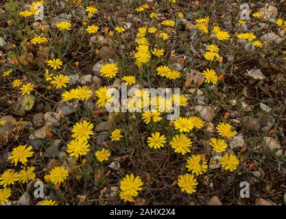 Herbst hawkbit, Scorzoneroides autumnalis, in der Blume en masse auf Kies, Suffolk. Stockfoto