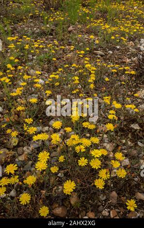 Herbst hawkbit, Scorzoneroides autumnalis, in der Blume en masse auf Kies, Suffolk. Stockfoto