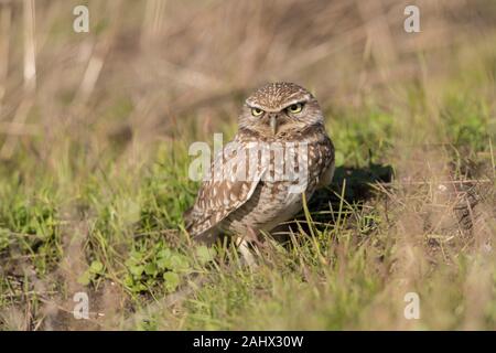 Grabende Eule bei Point Reyes National Seashore, Kalifornien Stockfoto