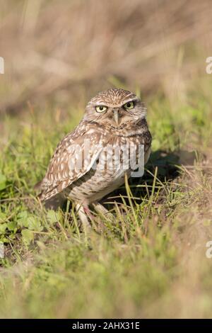 Grabende Eule bei Point Reyes National Seashore, Kalifornien Stockfoto