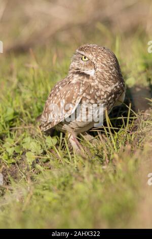 Grabende Eule bei Point Reyes National Seashore, Kalifornien Stockfoto