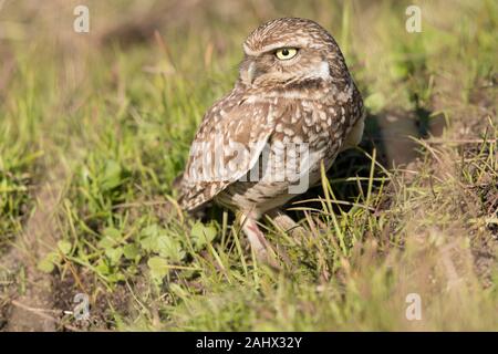 Grabende Eule bei Point Reyes National Seashore, Kalifornien Stockfoto