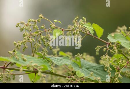 Wilder Hopfen, Humulus lupulus Weinstock, mit männlichen Blütenstände, wachsen in der Hecke. Suffolk. Stockfoto