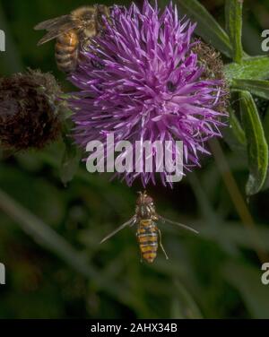 Insekten besuchen, gemeinsame Flockenblume Centaurea nigra in wildlife Garten, Norfolk. Marmalade hoverfly, Episyrphus balteatus im Flug und Honig Biene. Stockfoto