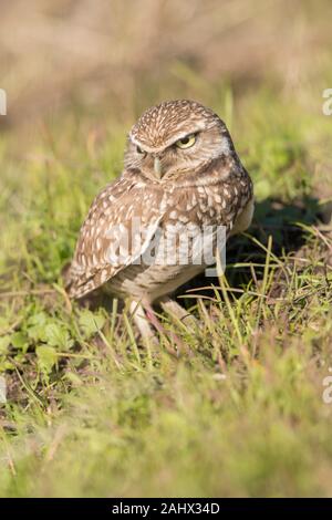 Grabende Eule bei Point Reyes National Seashore, Kalifornien Stockfoto