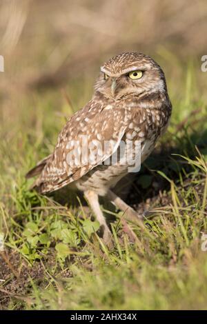 Grabende Eule bei Point Reyes National Seashore, Kalifornien Stockfoto